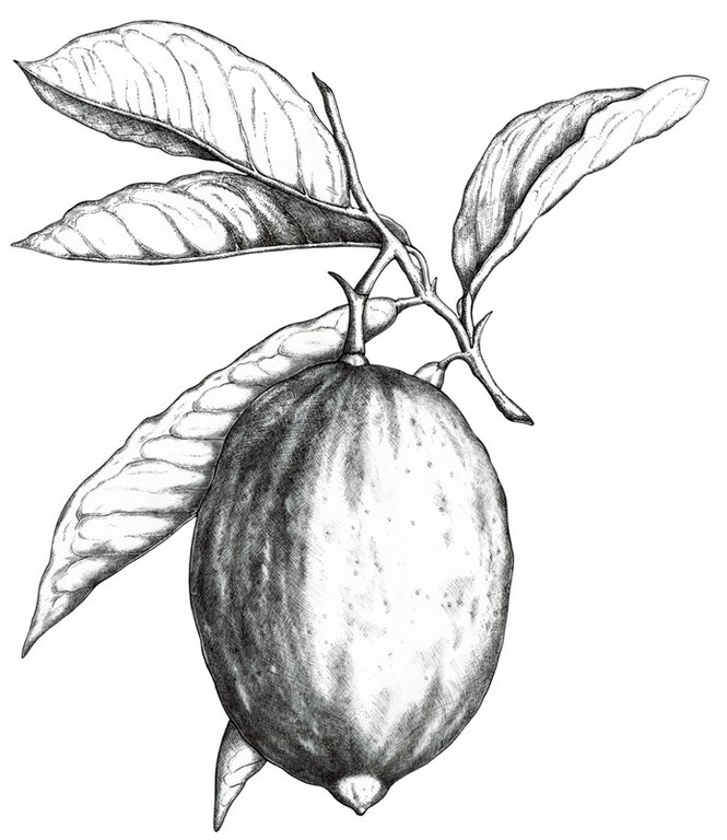 limone